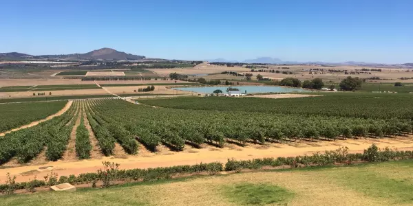 Stellenbosch